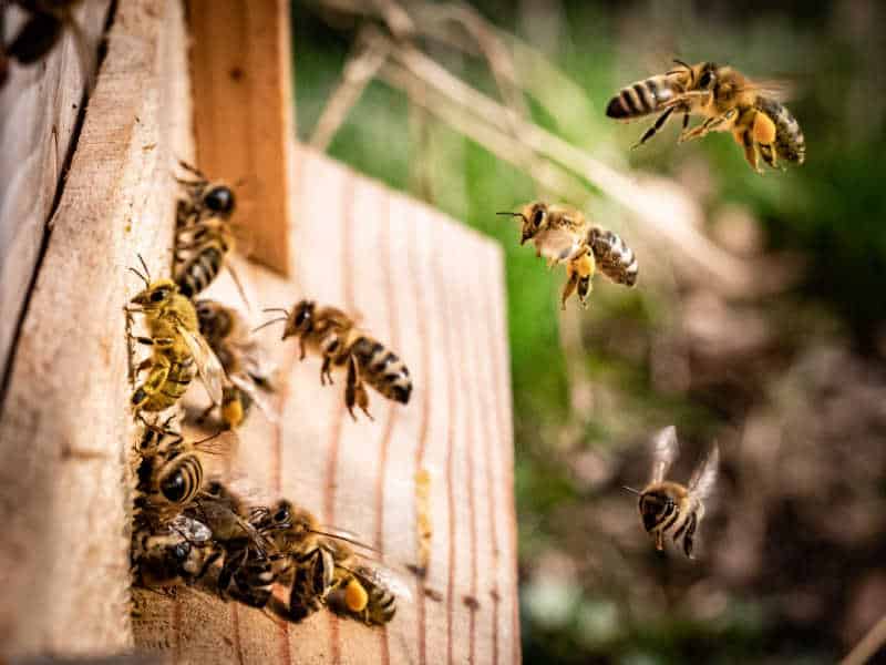 A cluster of bees celebrating world bee day, an environmental awareness day seeking to raise awareness of threats to their population.