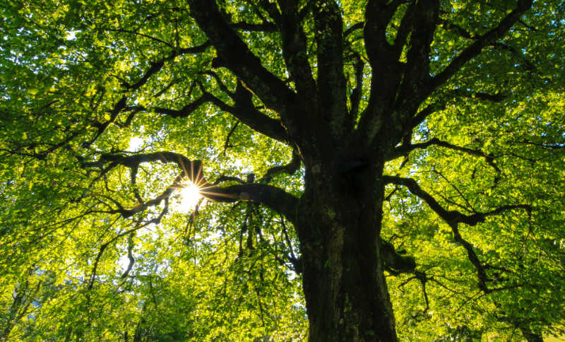 A tree covered in green leaves.