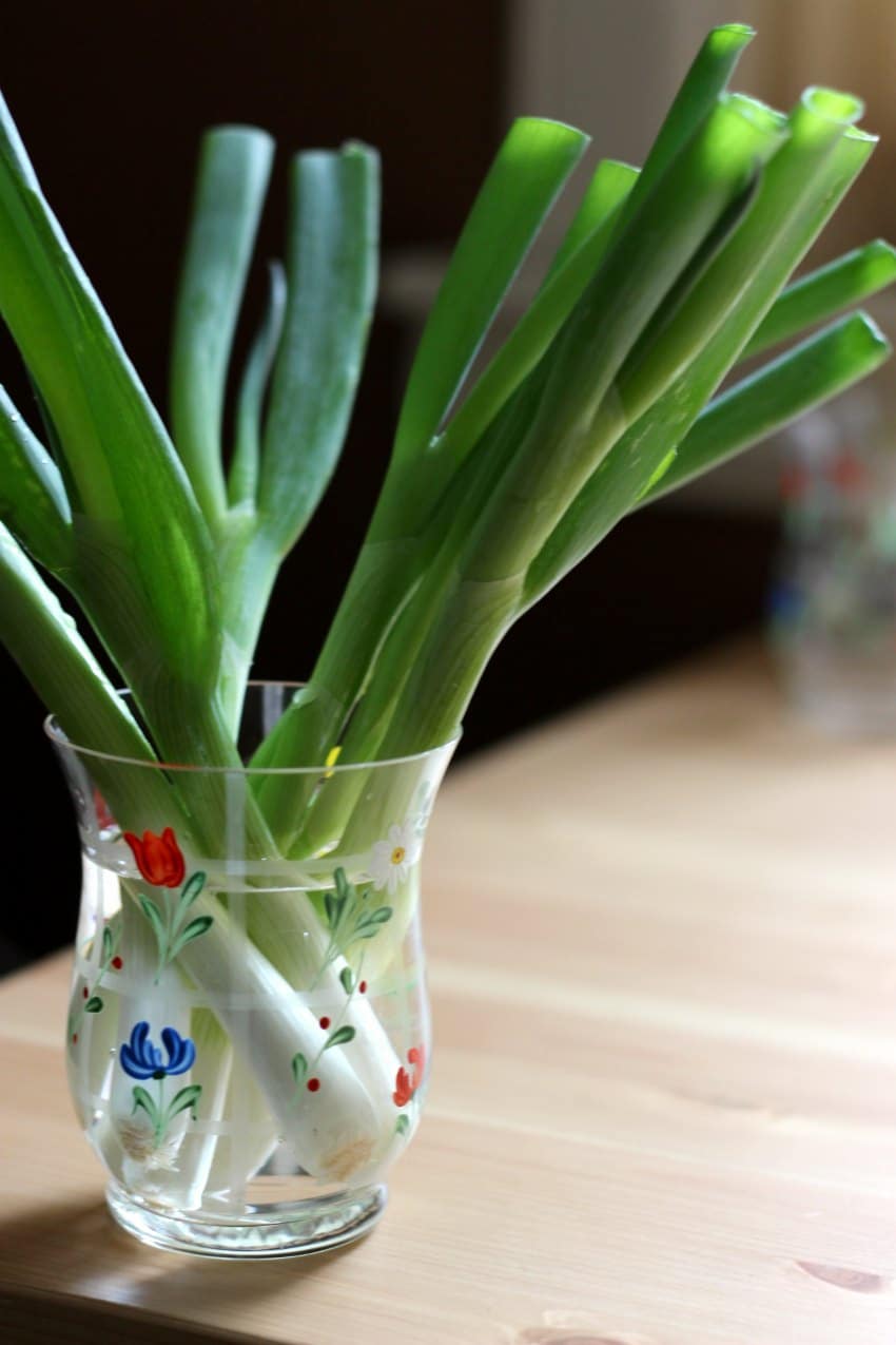 spring onions stored in a glass jar of water