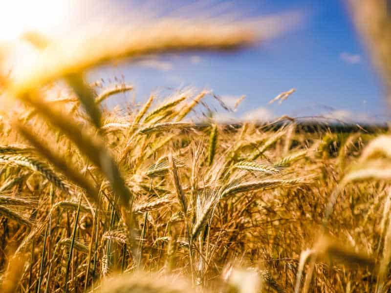 A field of wheat on a sunny day.