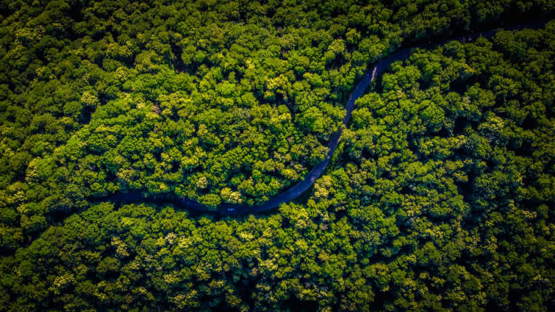 A river running through a forest conservation zone