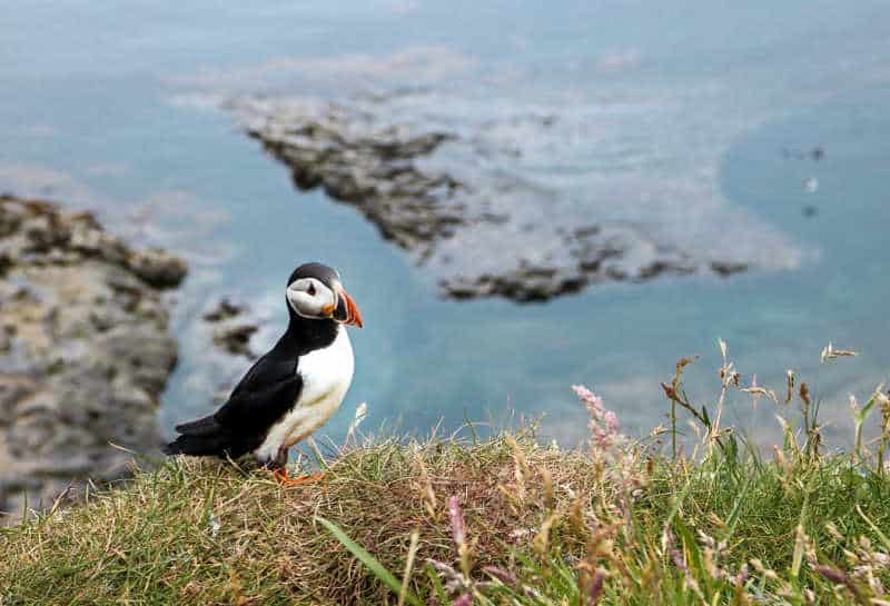 A puffin on a cliff, one of the birds protected by the RSPB - a nature conservation and environmental charity.